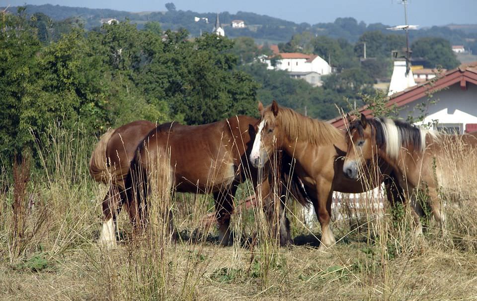 Chevaux à Saint-Palais, Pyrénées-Atlantiques (64)