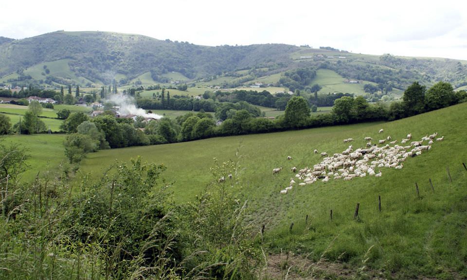 Troupeau de moutons en pays de Mixe (64)